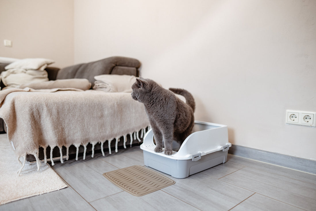 Why Is My Cat Rolling in the Litter Box?