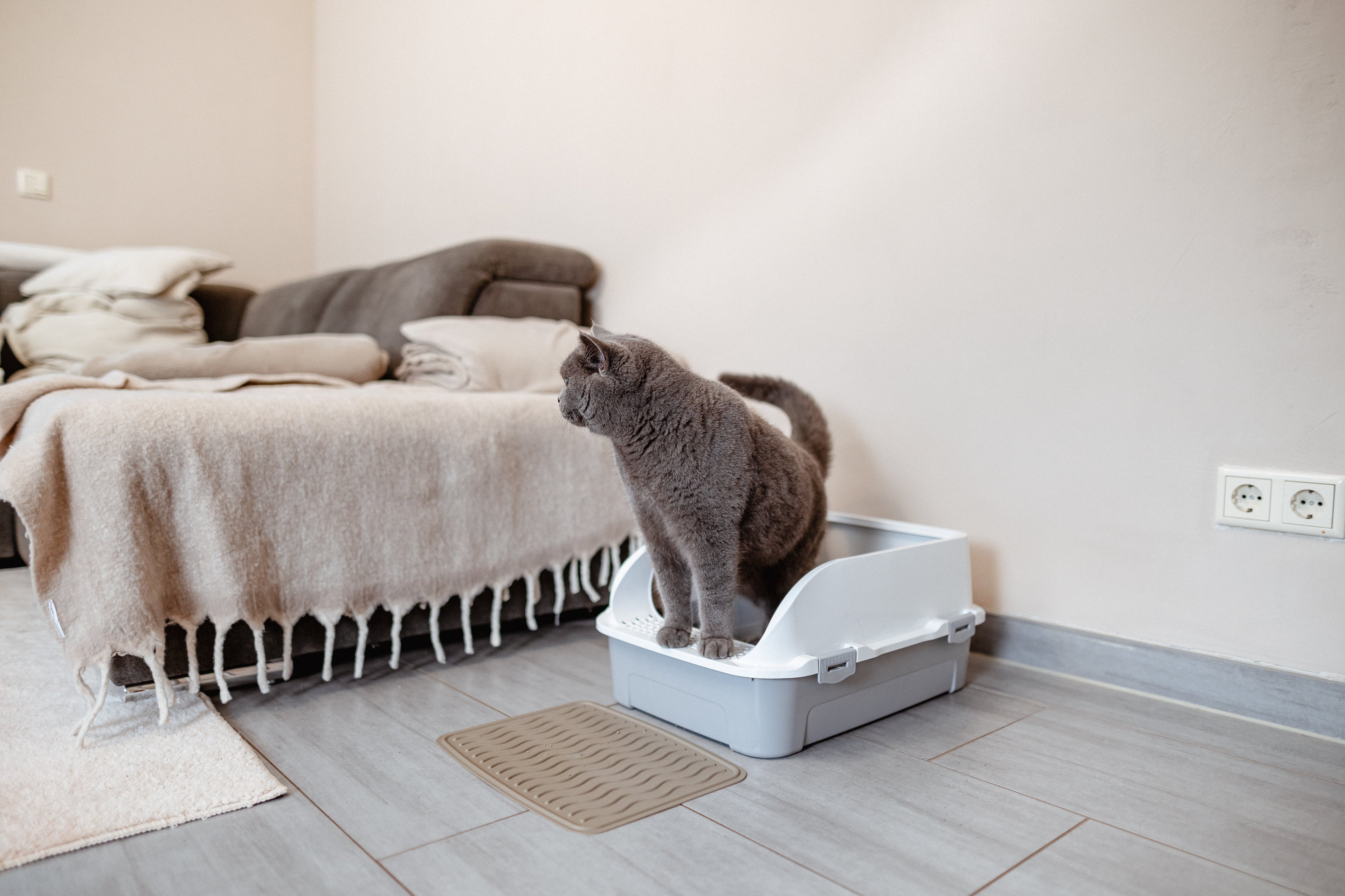 Why Is My Cat Rolling in the Litter Box?