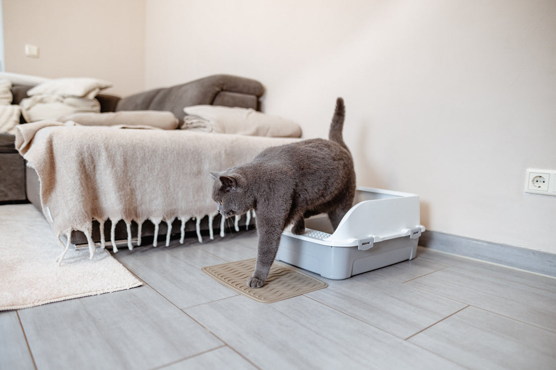 Cat Rolling in Litter Box: What To Do? 4 Steps for Clean Fur