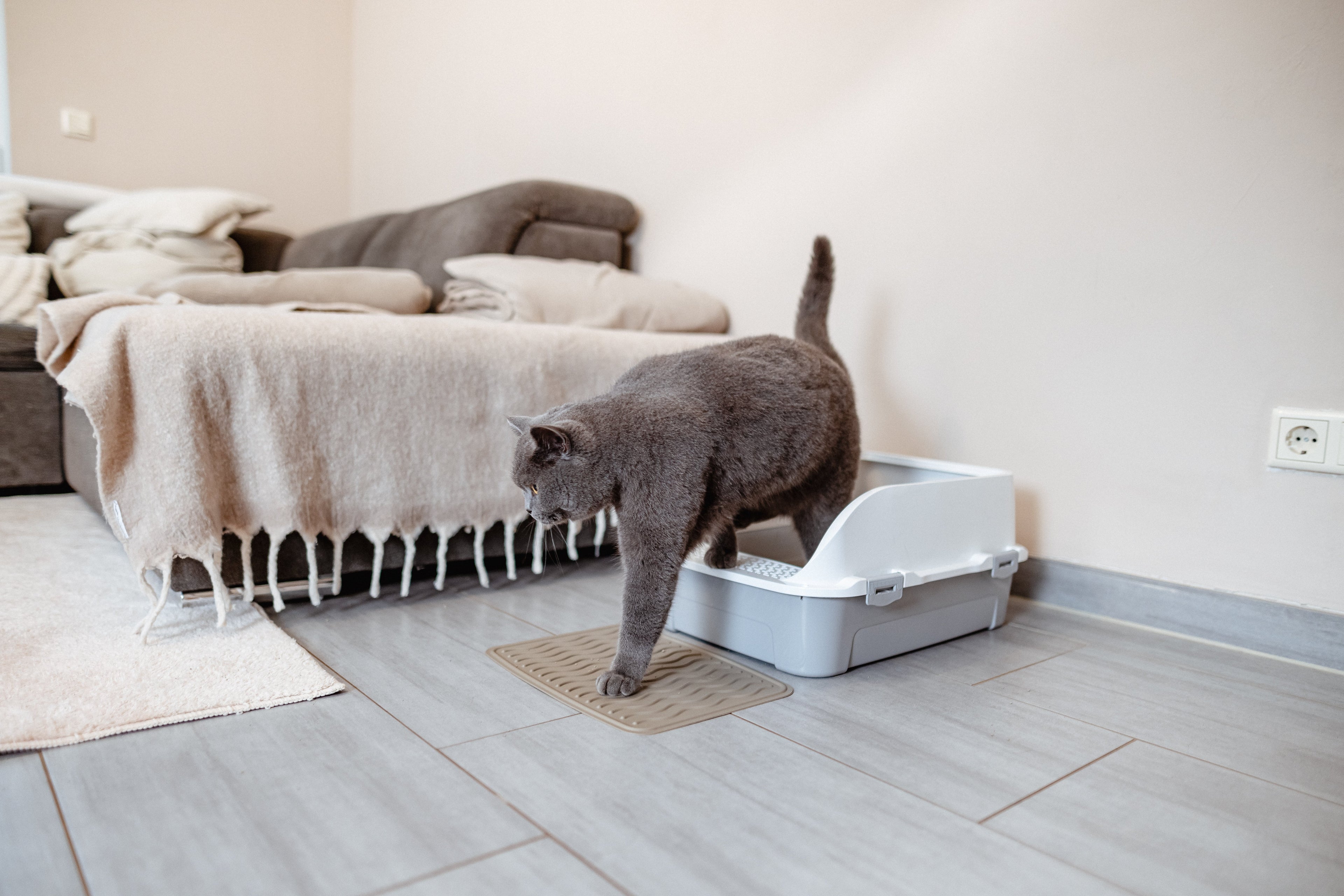 Cat Rolling in Litter Box: What To Do? 4 Steps for Clean Fur