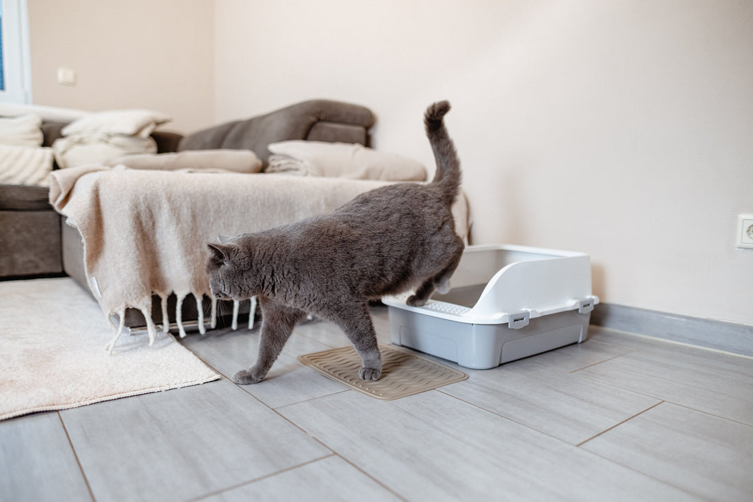 When Does My Kitten Actually Need a Litter Box? The Timeline for Success