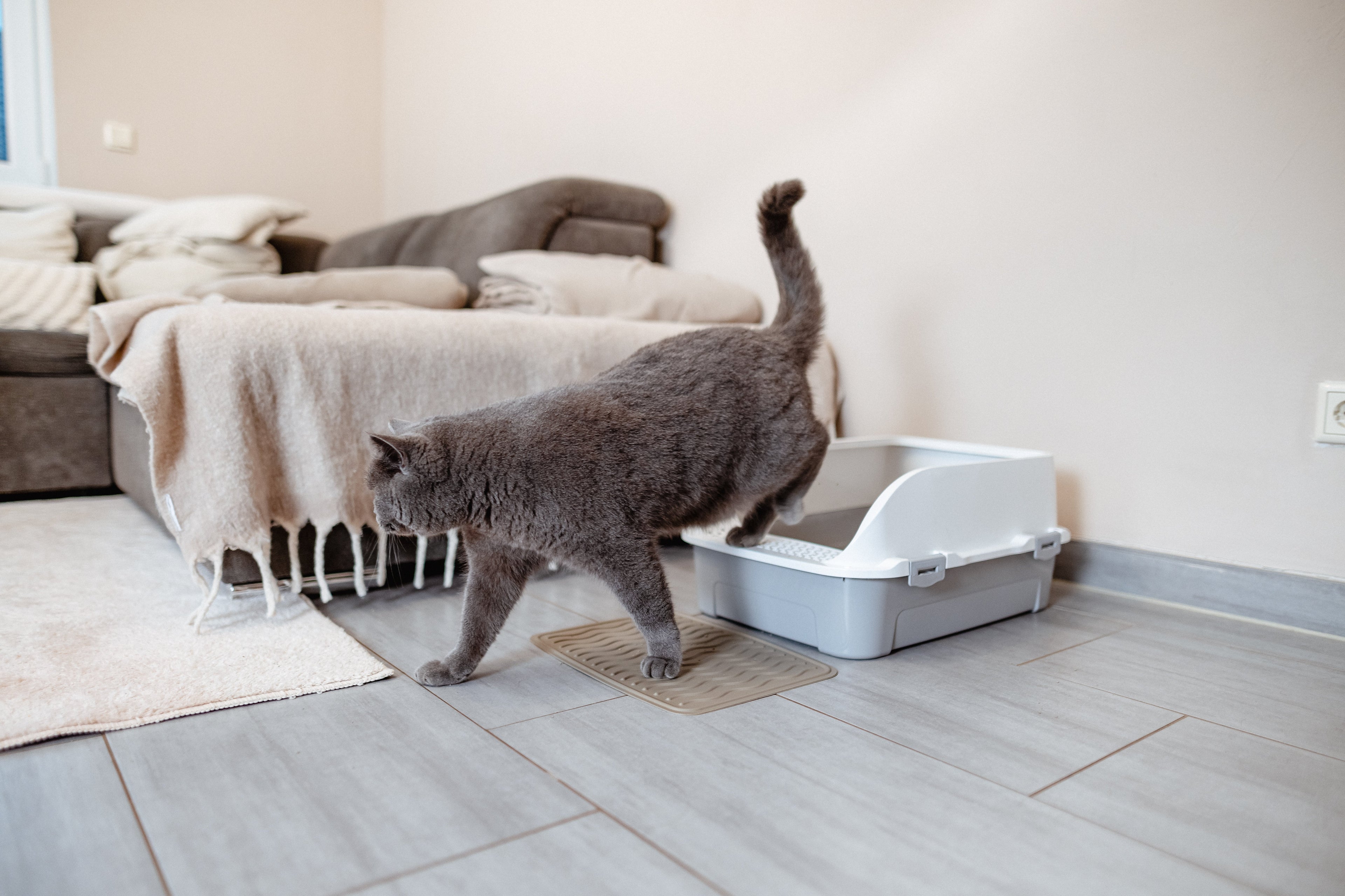 At What Age Do Kittens Start Using the Litter Box? The Development Timeline