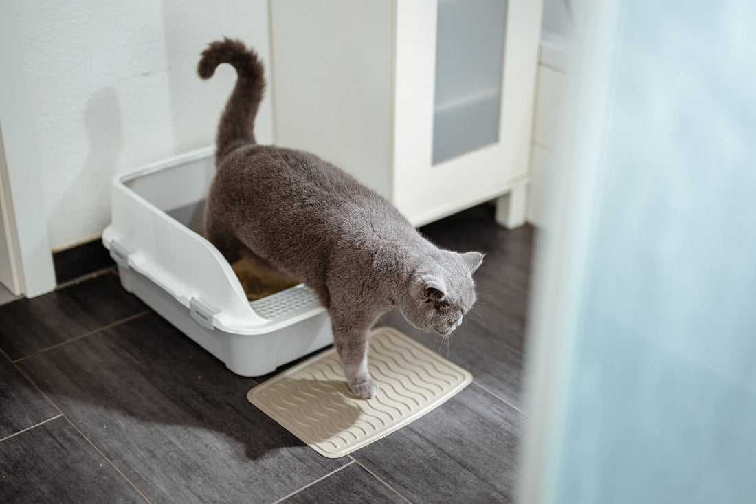How to Train Cats to Use the Litter Box? The 4-Step Master Plan for First-Timers