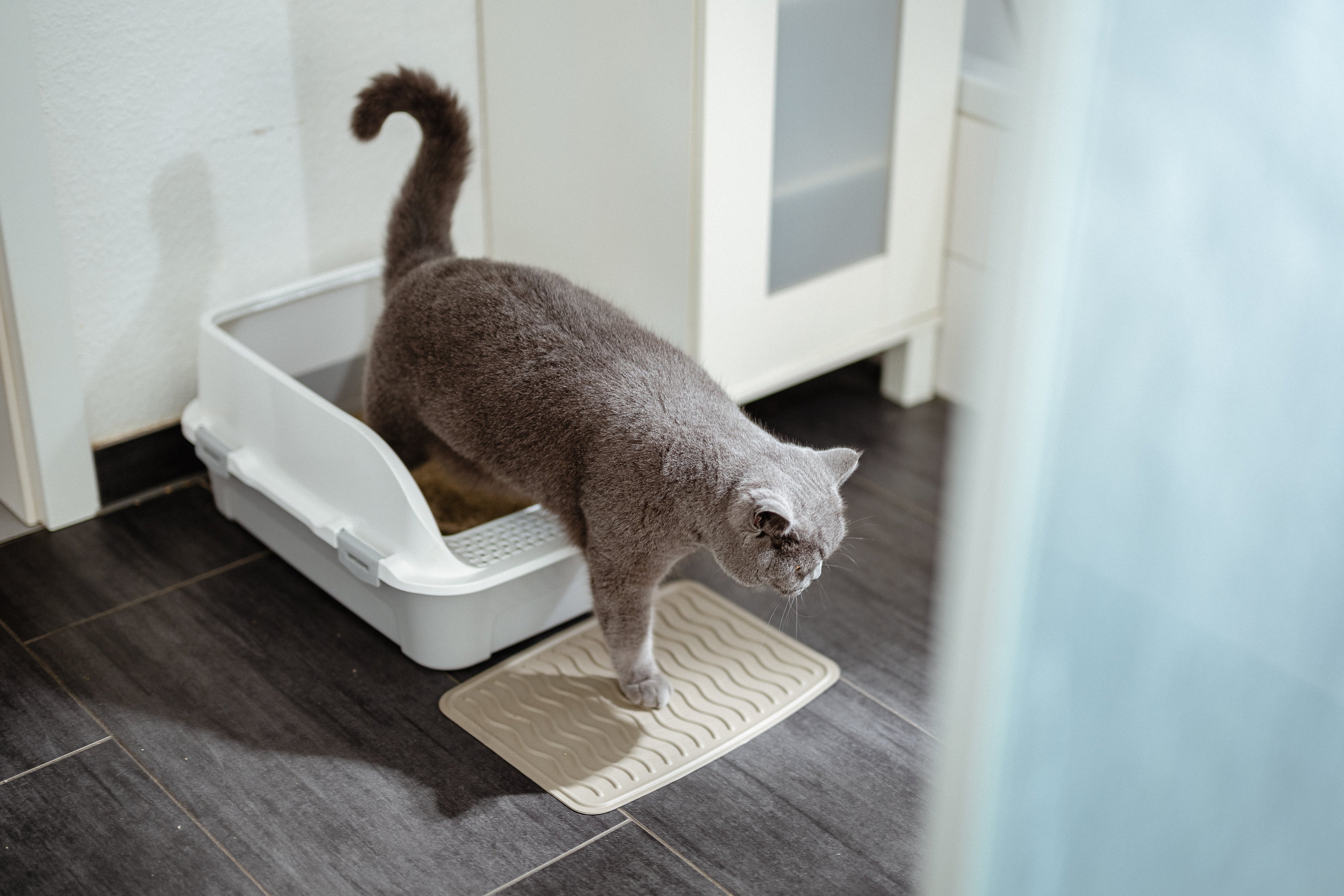 How to Train Cats to Use the Litter Box? The 4-Step Master Plan for First-Timers