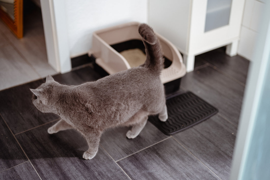 Cat Kicks Litter Out: What To Do? The Anti-Beach Guide for Clean Floors