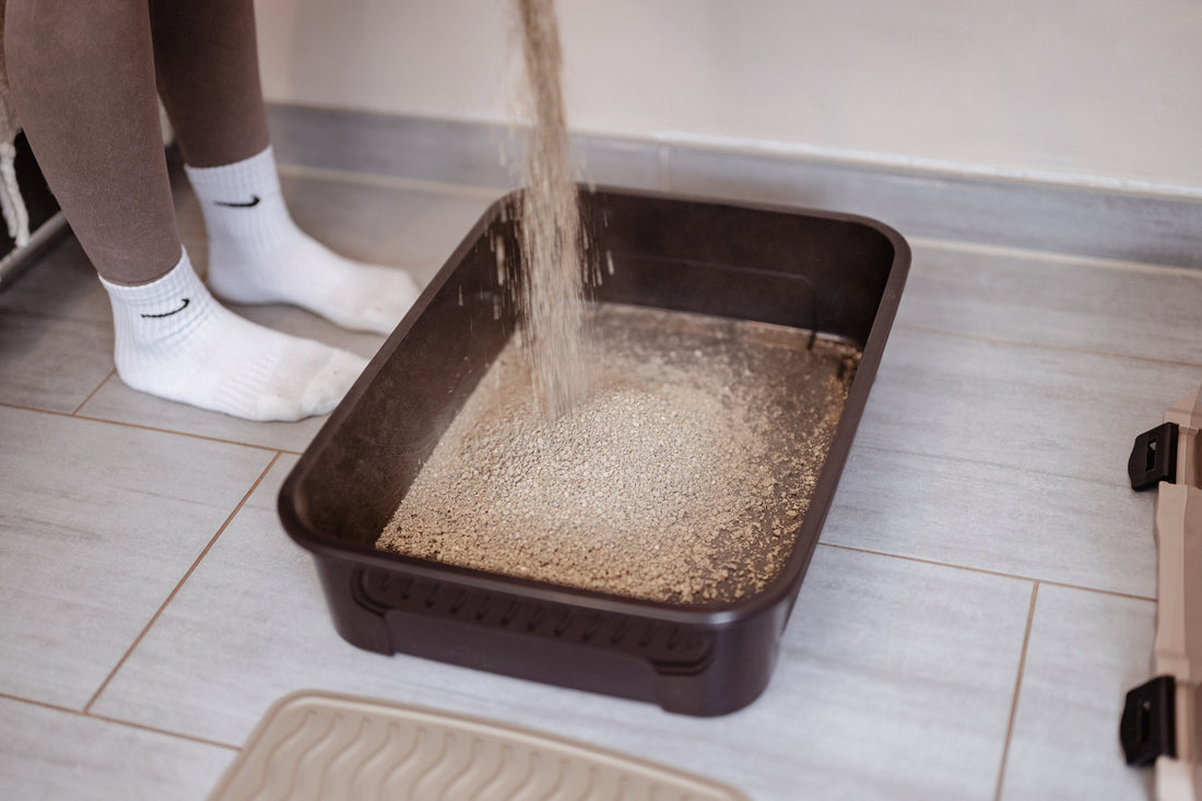 How Much Cat Litter in the Box? The Perfect Depth for Clean Paws