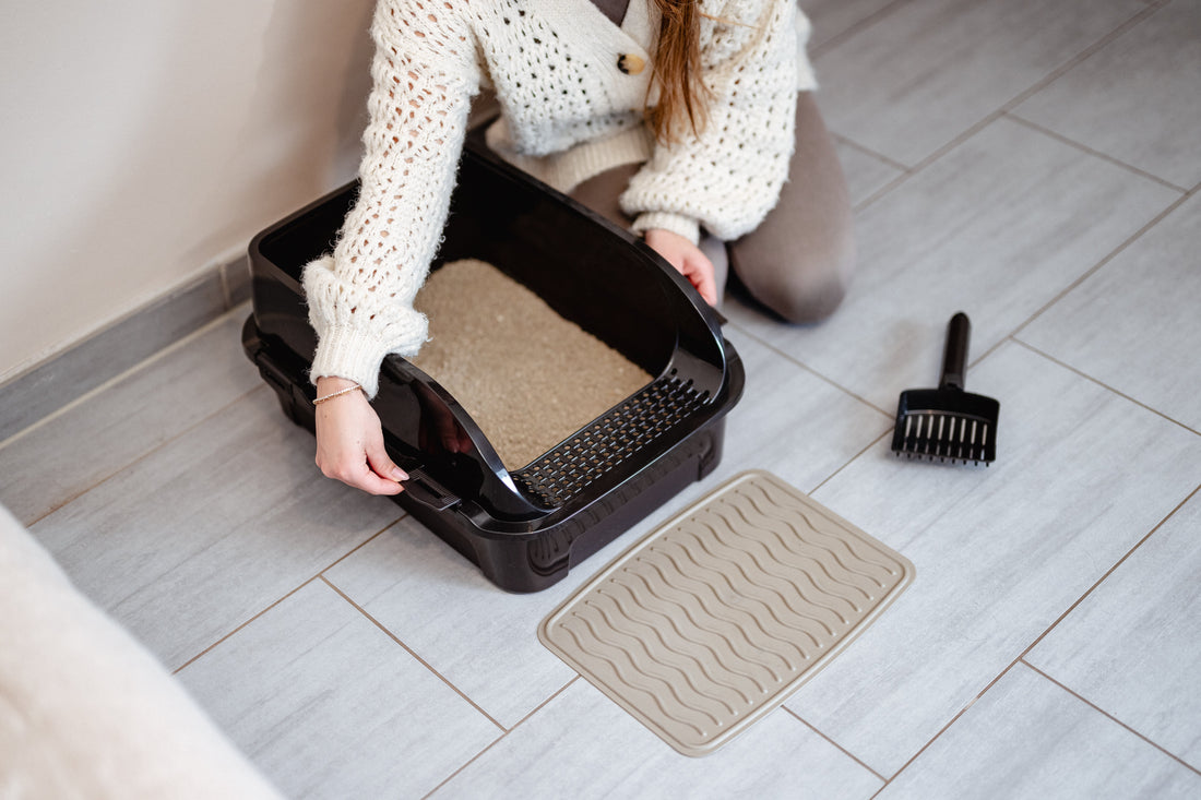 How to Litter Train Kittens? The Gentle Path to Housebreaking