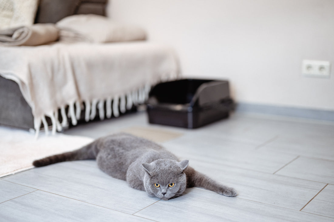 Why Isn't My New Cat Using the Litter Box? (Setup and Adjustment)