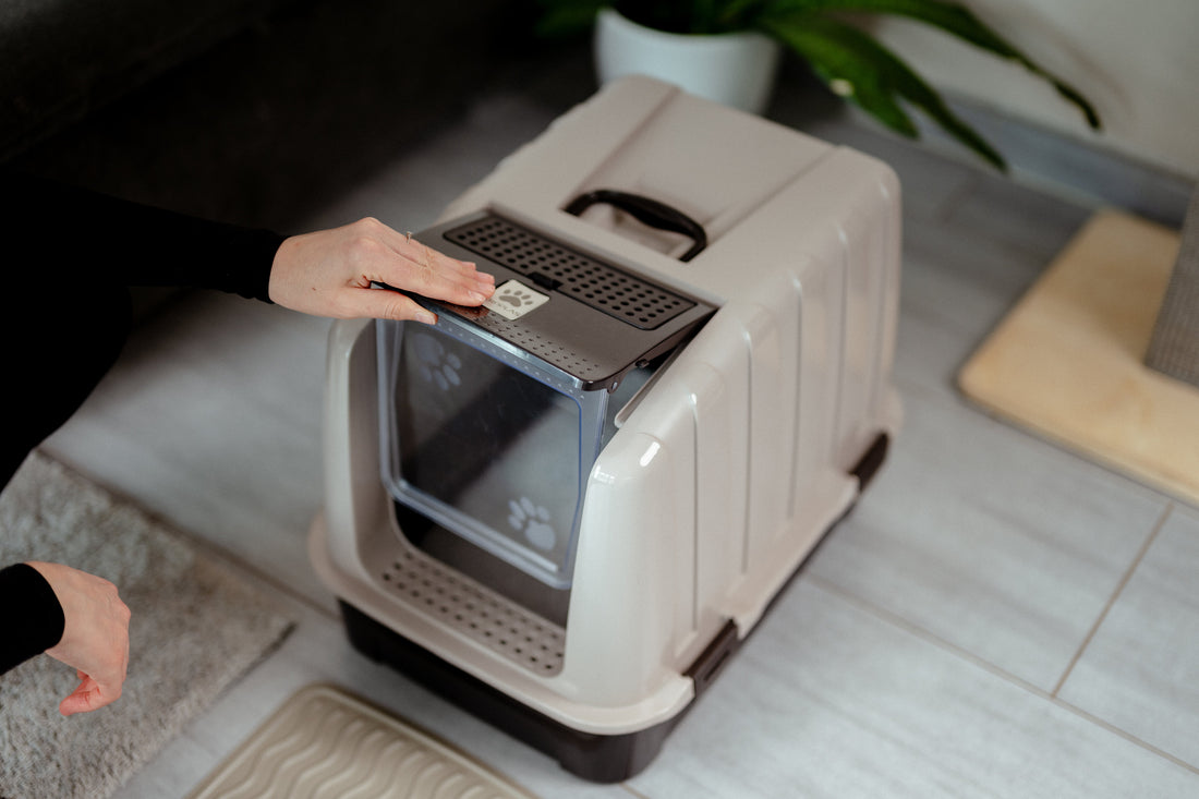 Where to Put the Cat Litter Box? Guide for the Perfect Spot