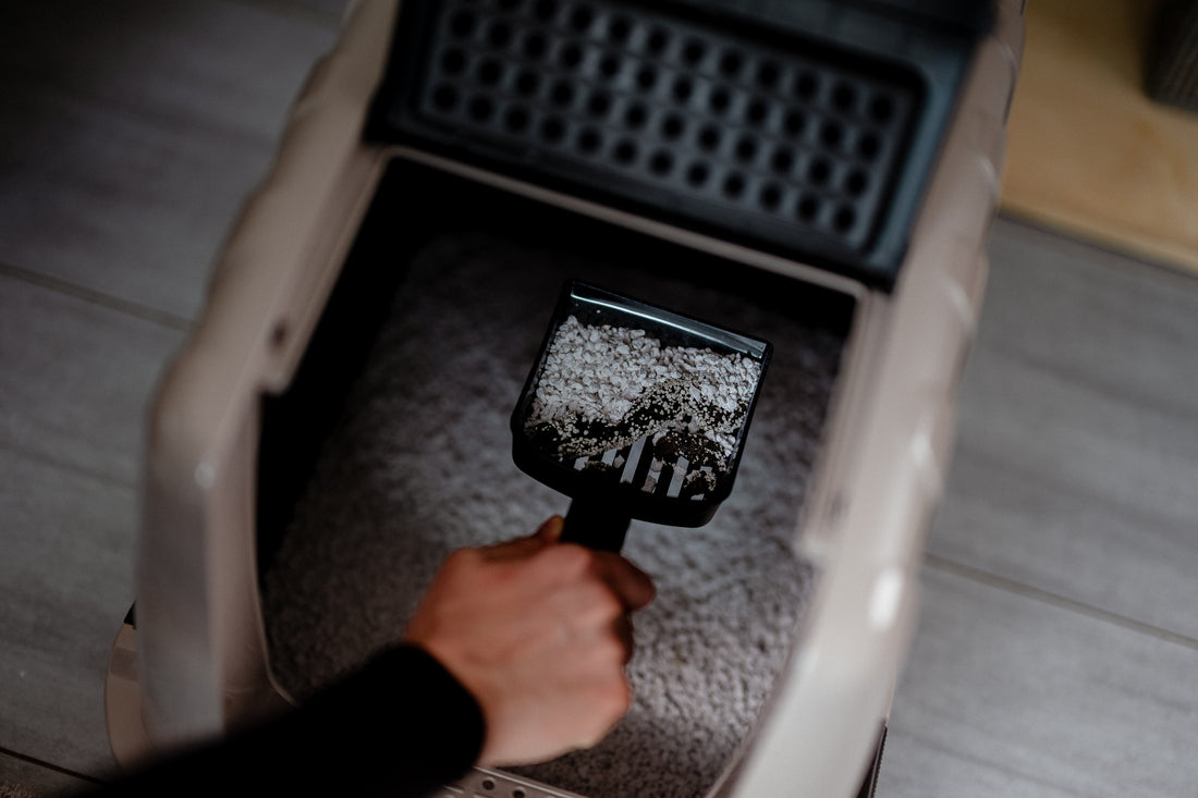 Emptying the Cat Litter Box: Where Does Used Cat Litter Really Go?