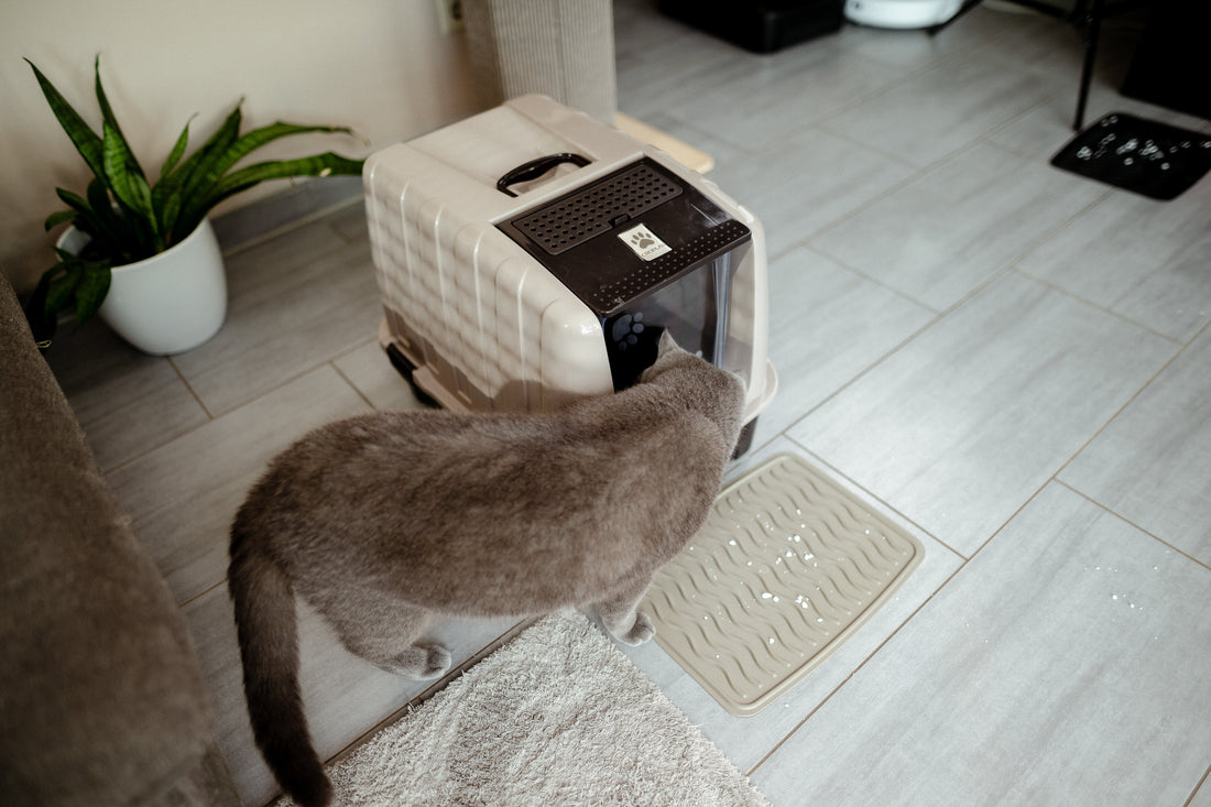 How to Introduce a Cat to a New Litter Box? The Gentle Transition