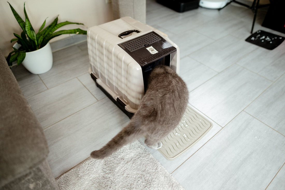 Why Is My Cat Peeing Next to the Litter Box? 4 Specific Causes