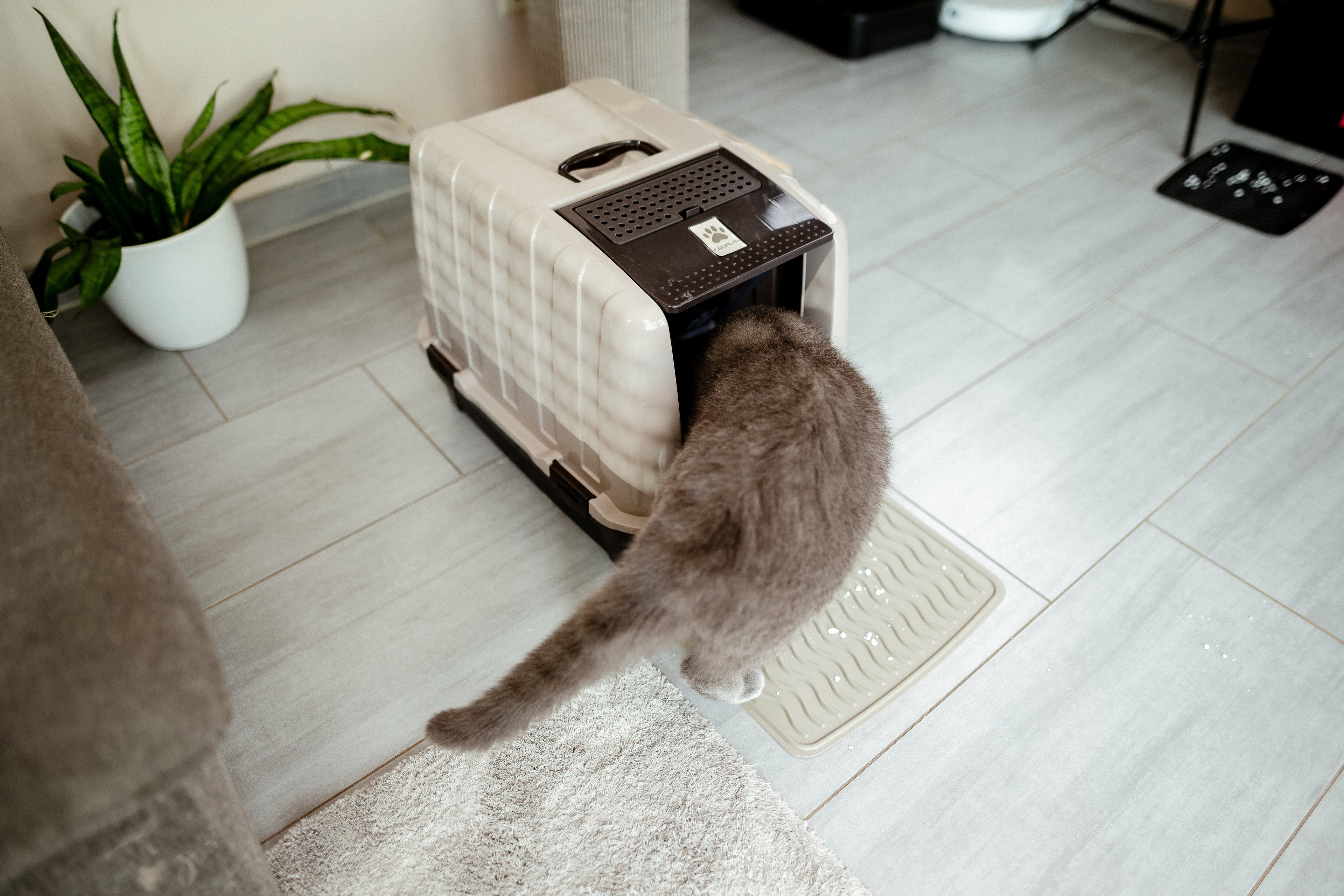 Why Is My Cat Peeing Next to the Litter Box? 4 Specific Causes