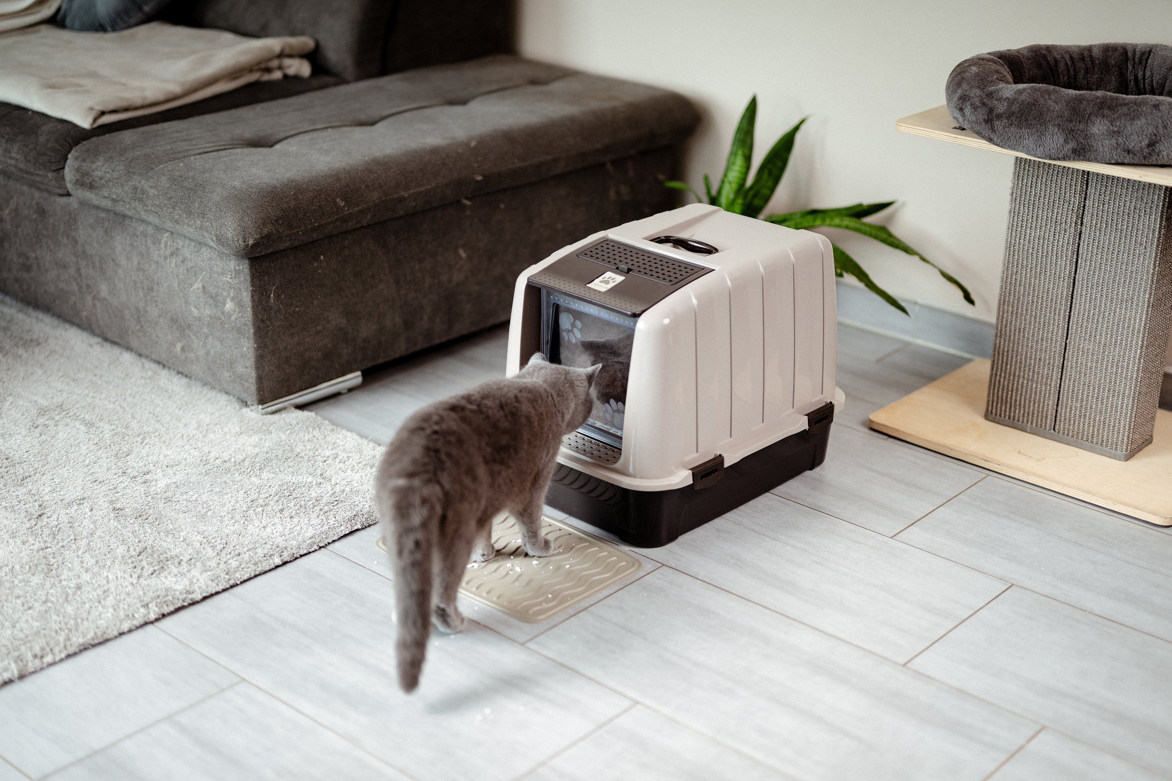 Why Did My Cat Suddenly Stop Using the Litter Box? 4 Urgent Causes