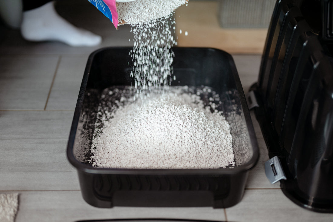 Which Cat Litter for the Litter Box? The Ultimate Comparison for the Undecided