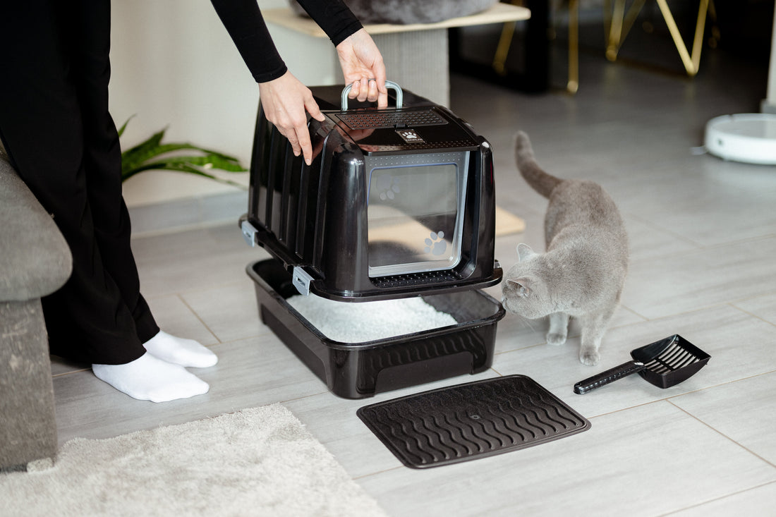 How to Show Your Cat the Litter Box? The Right Way to Introduce It