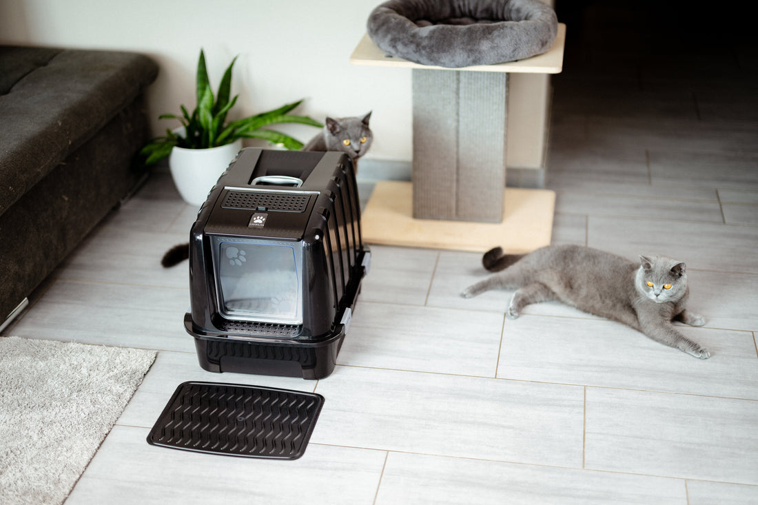 How Big Should a Litter Box Be? The Formula for Maximum Comfort