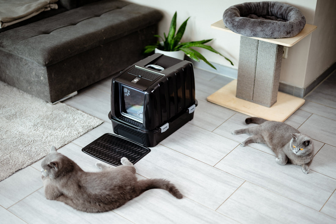 Does Every Cat Need Its Own Litter Box? The Truth About the N+1 Rule