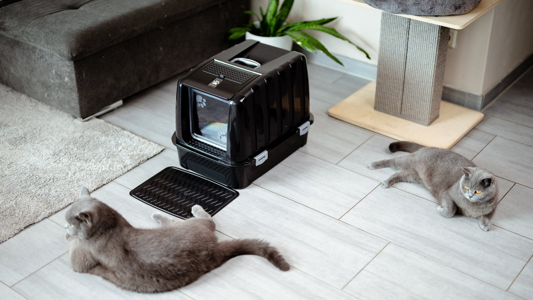 How Often Do You Need to Clean a Litter Box for 2 Cats?
