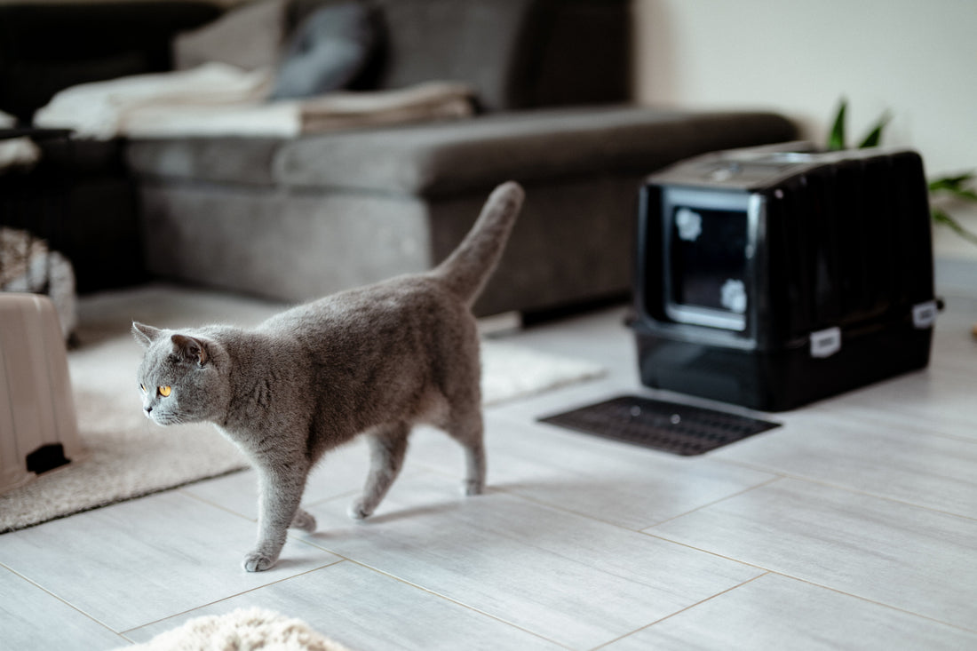 How Often to Wash Out Litter Box? Ideal Deep Clean Schedule