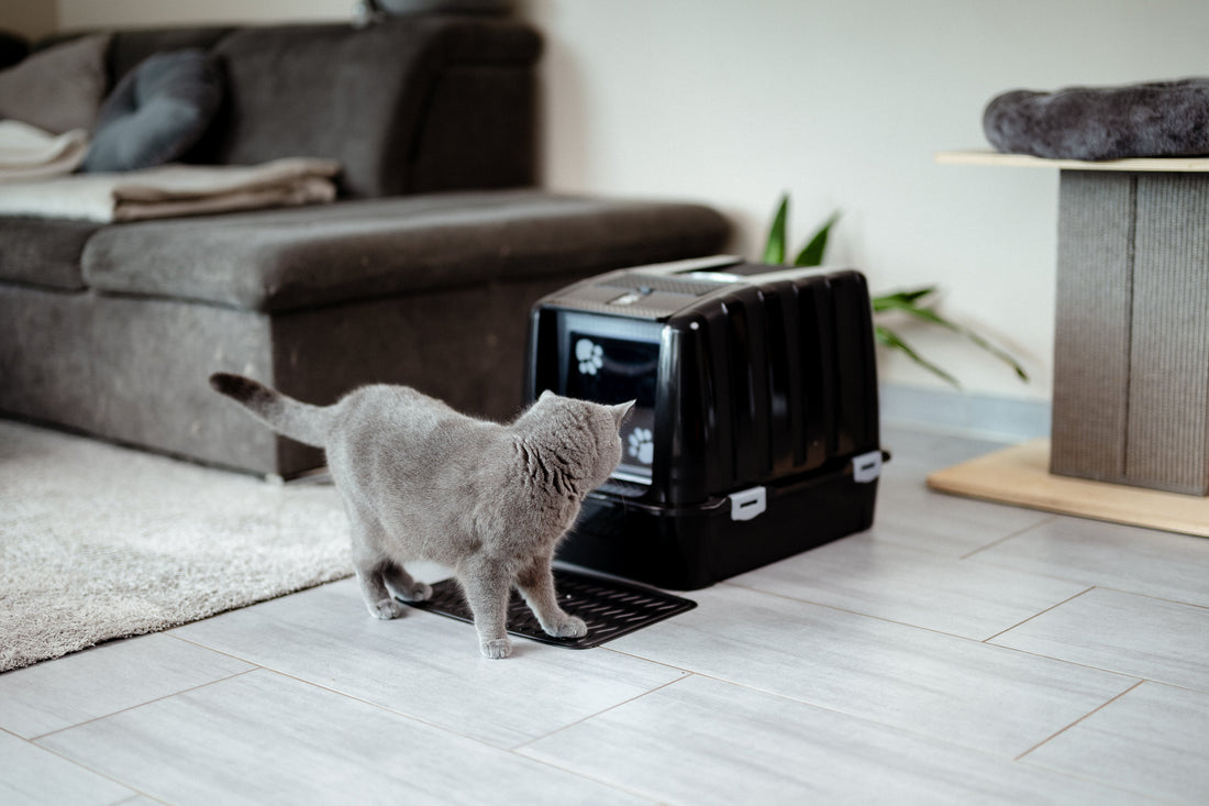 How Do Cats Know What the Litter Box Is? The Secret of Instinct