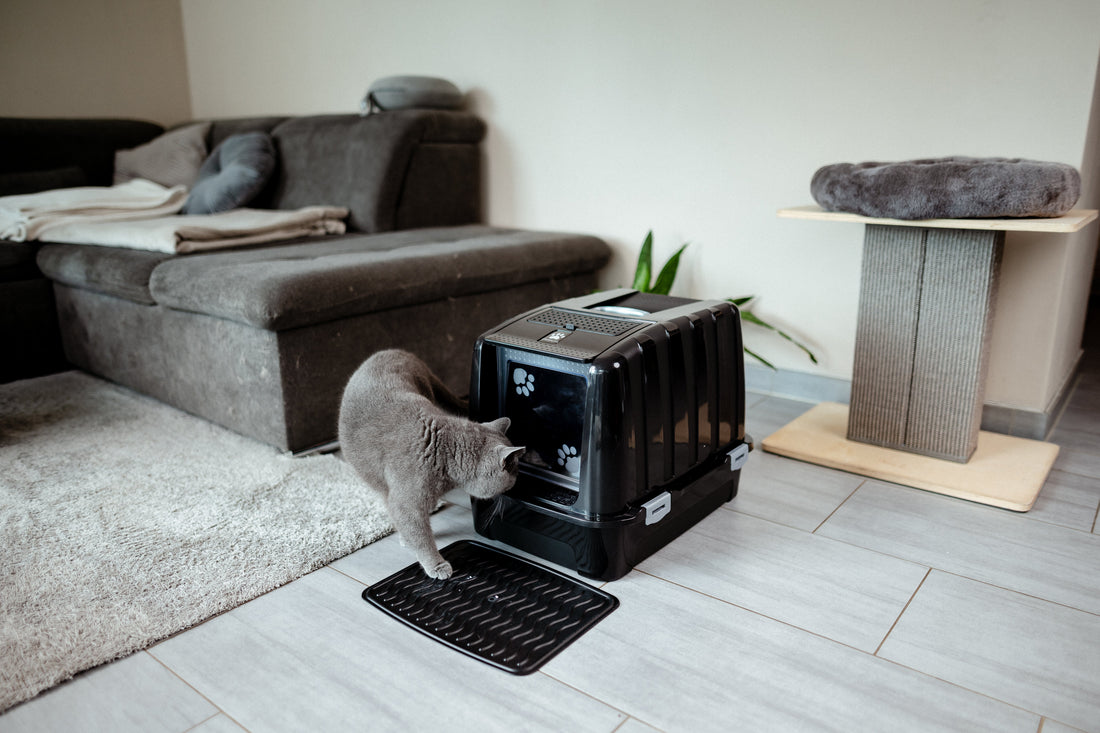 Why Do Cats Scratch the Litter Box? 5 Reasons for the Wild Digging