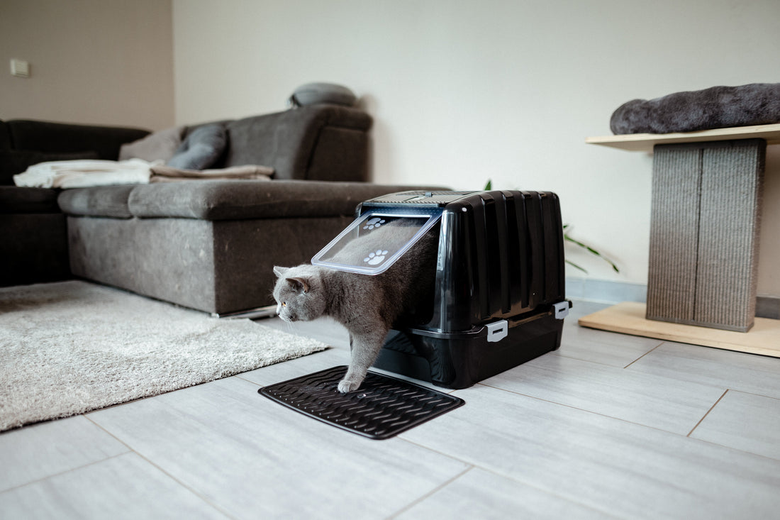 How Often Do Kittens Use the Litter Box? What Is Normal?