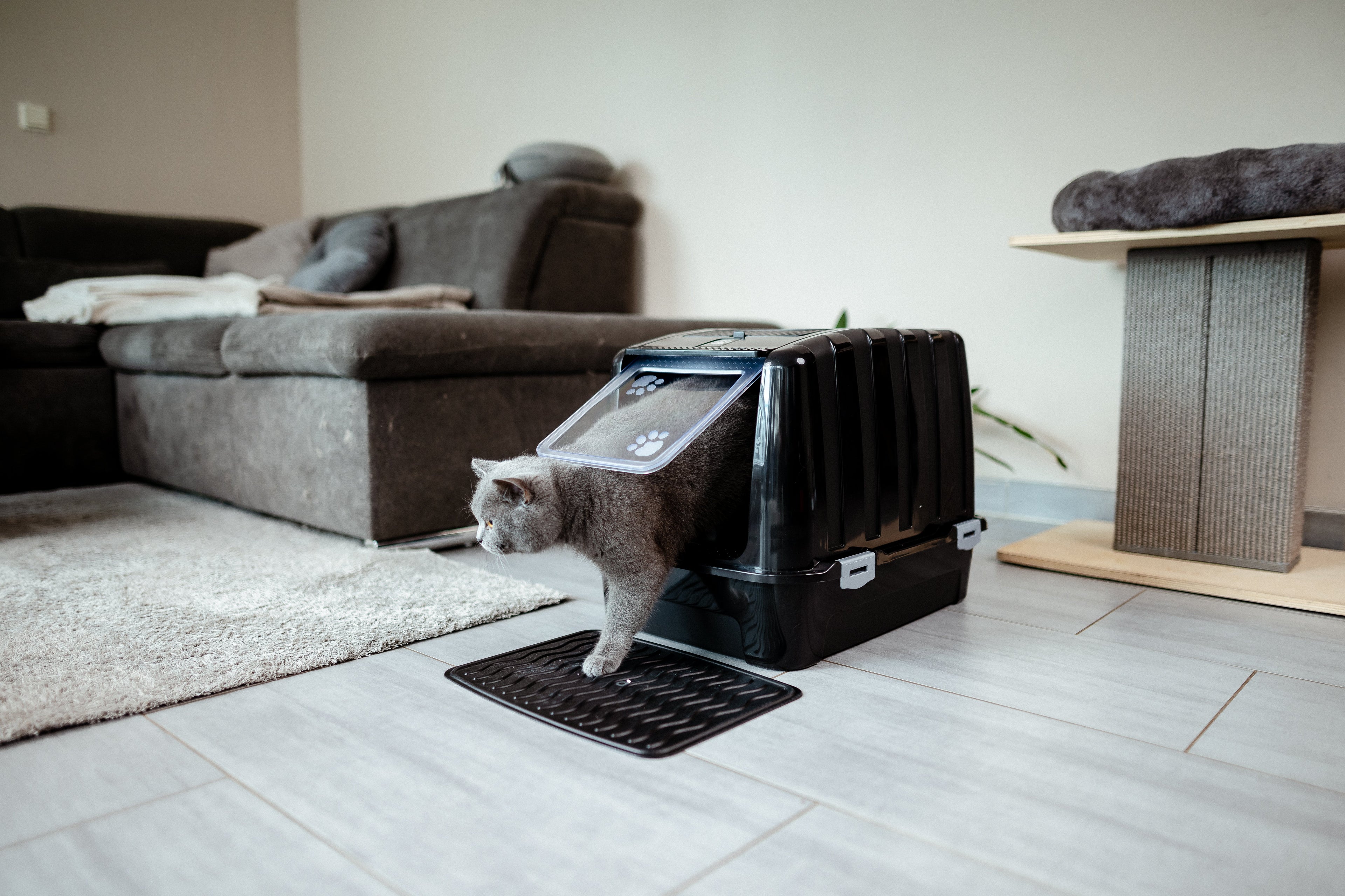 How Often Do Kittens Use the Litter Box? What Is Normal?