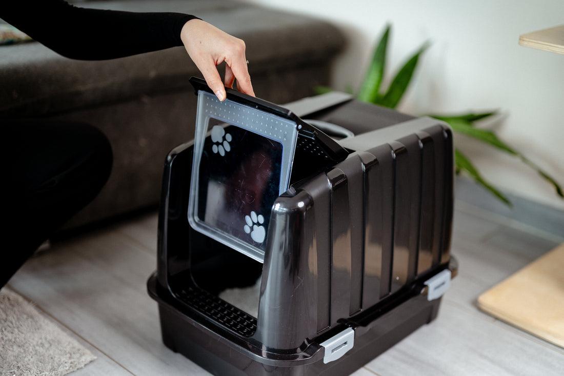 What Helps Against Cat Litter Box Odor? The 5 Best Solutions