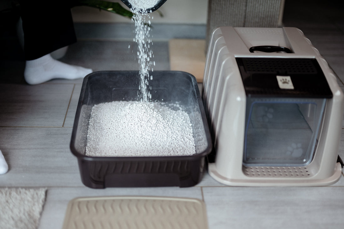 How to Clean a Cat Litter Box Correctly