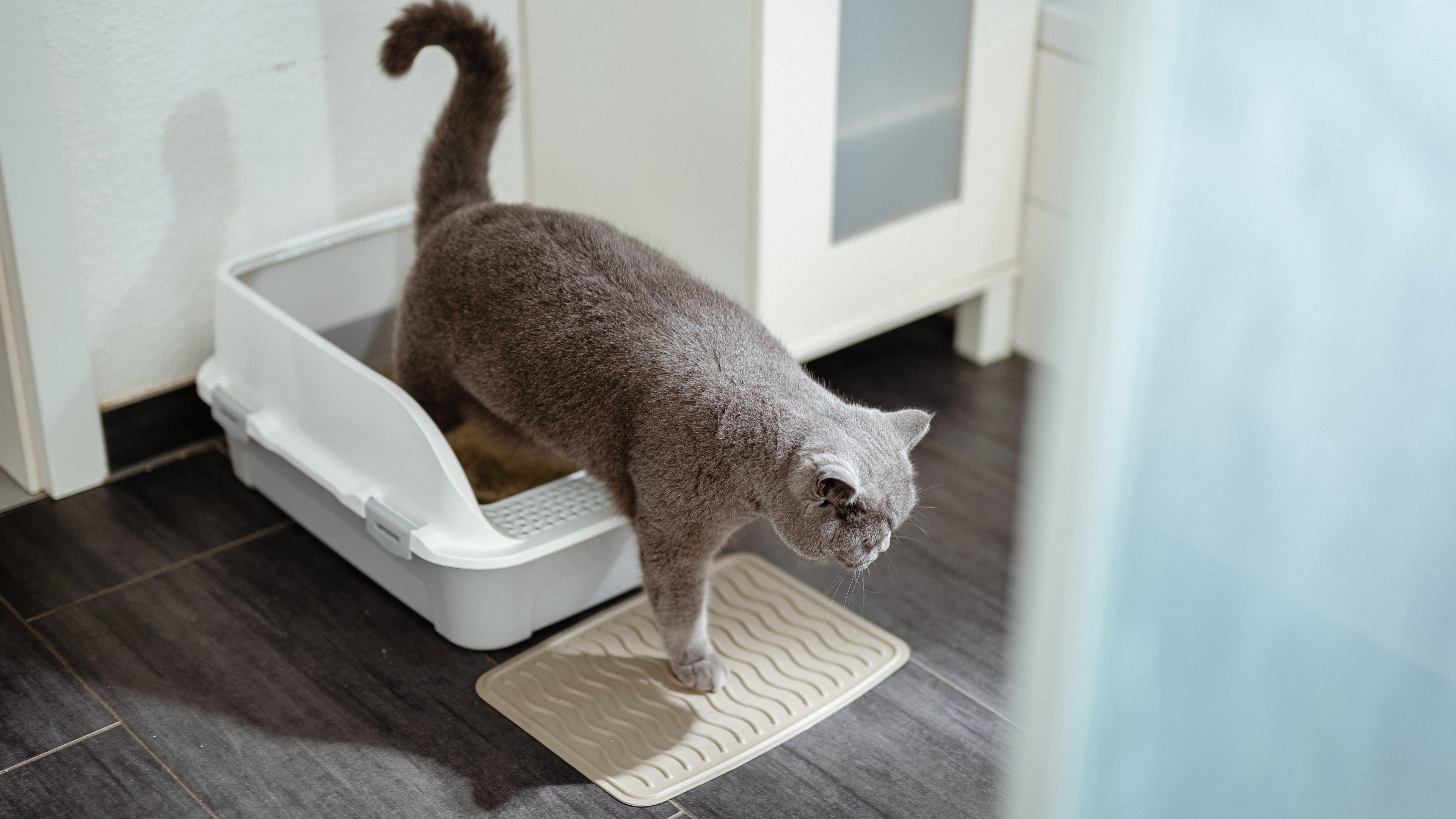How Often Do You Need to Clean a Cat Litter Box with Clumping Litter?