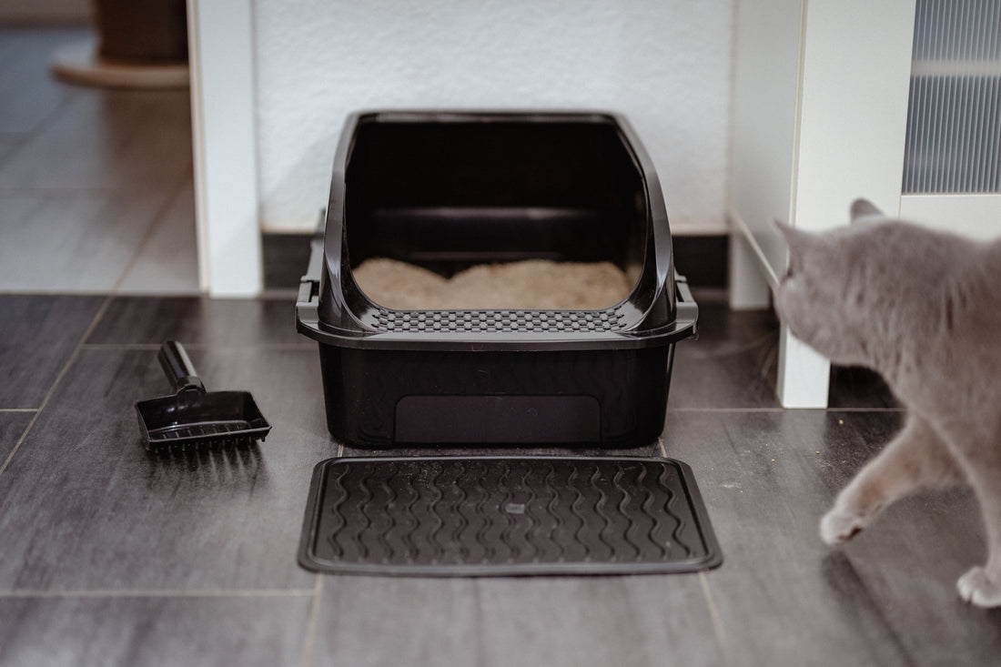 When Should You Clean a Cat Litter Box?
